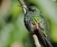 Eupherusa eximia