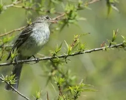 Elaenia frantzii