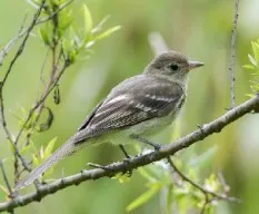 Elaenia frantzii