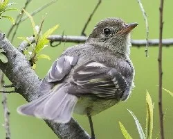 Elaenia frantzii
