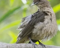 Turdus grayi