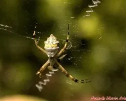 Araña
