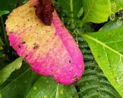 Otoño tropical