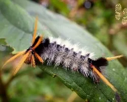 Halisidota sp.
