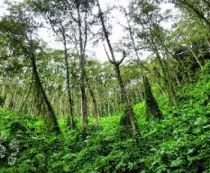 Verdes trepadores