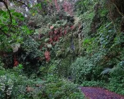 Bosques volcánicos