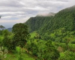 Cuna del guácimo