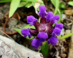 Prunella vulgaris