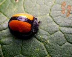 Botón naranja