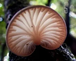 Sombrilla iluminada