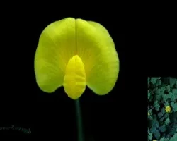 Amarilla
