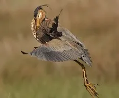 Ardea purpurea