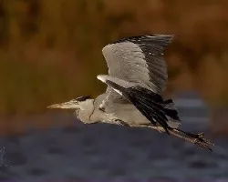 Ardea cinerea