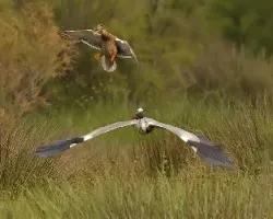 Ardea cinerea