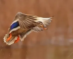 Anas platyrhynchos