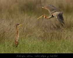 Ardea purpurea