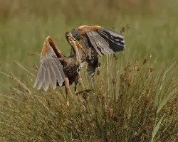 Ardea purpurea