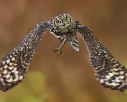 Bubo bubo