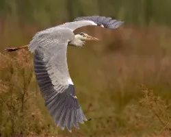 Ardea cinerea