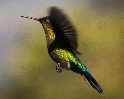 Panterpe insignis