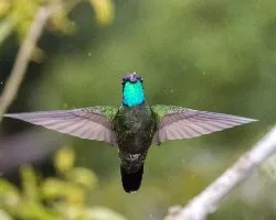 Eugenes fulgens