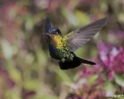 Panterne  insignis