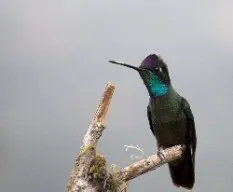 Eugenes fulgens