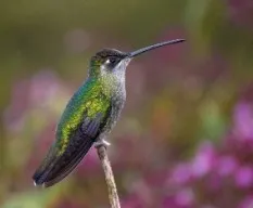 Identificar 