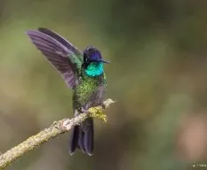 Eugenes  fulgens 