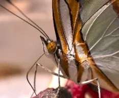 Mariposas 