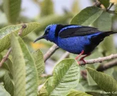 Cyanerpes cyaneus