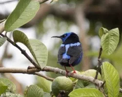 Cyanerpes cyaneus