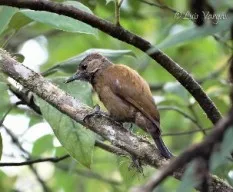 Picoides fumigatus