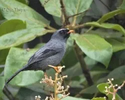 Myadestes melanops