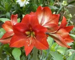 Flor1