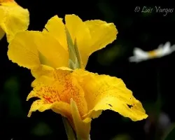 Flor2