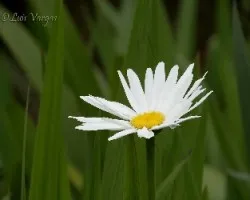 Flor3