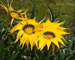 Flor4