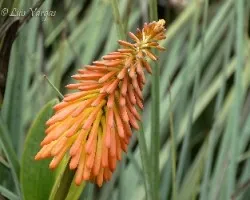 Flor5