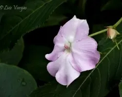 Flor6