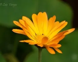 Flor7