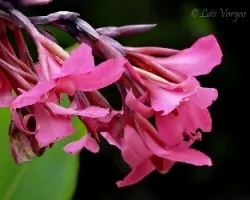 Flor8