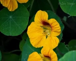 Flor10