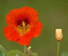 Flor11