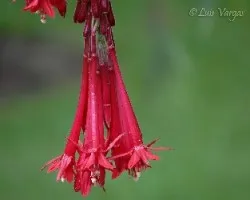 Flor13