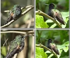 Eupherusa sp.