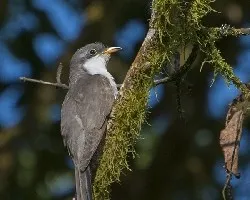Coccyzus americanus