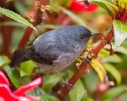 Diglossa plumbea