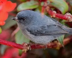 Diglossa plumbea