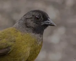 Pezopetes capitalis